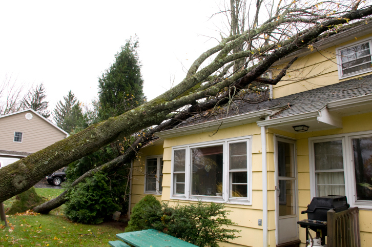 a tree on a house