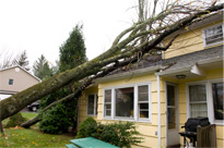 house with fallen tree on roof