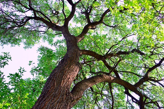 a large tree